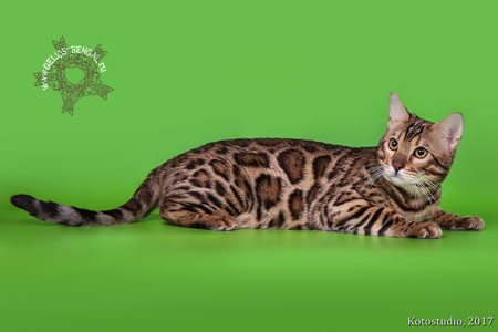 GELIOS: Волгоградский питомник бенгальских кошек